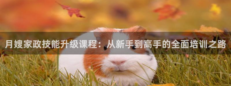 杏悦平台代理注册流程